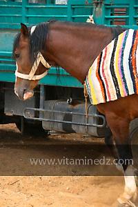 Waada de Sidi Laadjal, Oued El Khir, Mostaganem 31.05.2012