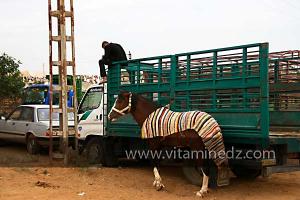 Waada de Sidi La3djal, Oued El Khir, Mostaganem 31.05.2012