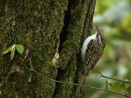 Le Grimpereau brachydactyle ou des Jardins