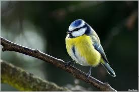 La Mésange bleue, un oiseau familier dans le jardin des 