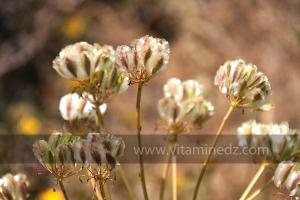 Fleurs sauvages (Marsa Ben Mhidi) la période de Mai 2012