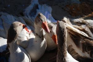 SOUK HEBDO DE TIARET