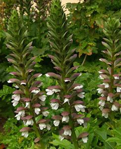 Acanthe, une fleur majestueuse dans les gorges du Rhumel