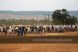 طعم سيدي العجال ، وادي الخير مستغانم