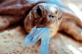 La Méditerranée est polluée par l'homme