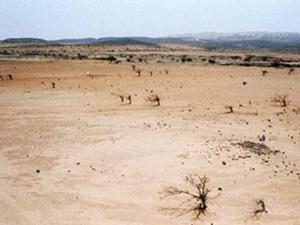 Meridja (Béchar) - La journée mondiale de lutte contre la désertification célébrée