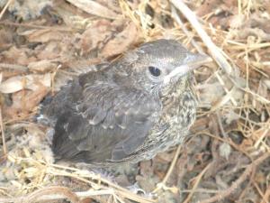 Le merle*  Autruche  du jardin des Dardars de Qacentina