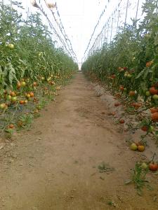 MEZIRAA:TOMATE SOUS GRANDE SERRE !