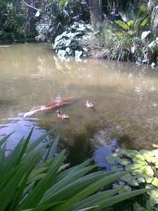 marre d'eau  au jardin d'essai