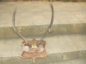 Les bois du cerf de Berbérie: Un trophée de chasse de Saïdi Saïd