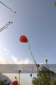 Les Jardins du monastère Notre-Dame de l\'Atlas, Tibehrine, Médéa