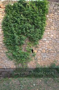 Les Jardins du monastère Notre-Dame de l\'Atlas, Tibehrine, Médéa