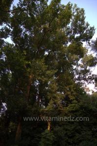 Les Jardins du monastère Notre-Dame de l\'Atlas, Tibehrine, Médéa