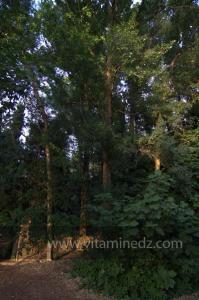 Les Jardins du monastère Notre-Dame de l\'Atlas, Tibehrine, Médéa