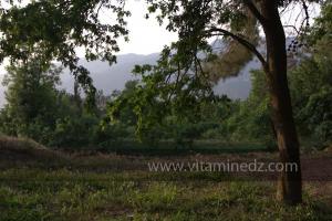 Les Jardins du monastère Notre-Dame de l\'Atlas, Tibehrine, Médéa