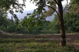 Les Jardins du monastère Notre-Dame de l\'Atlas, Tibehrine, Médéa