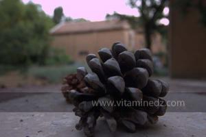 Les Jardins du monastère Notre-Dame de l\'Atlas, Tibehrine, Médéa