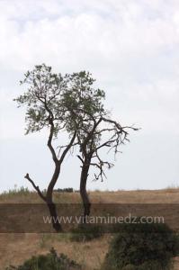 Journées photos à Medea - Printemps 2012
