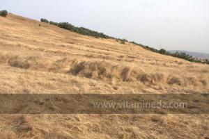 Journées photos à Medea - Printemps 2012