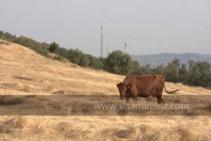 Journées photos à Medea - Printemps 2012