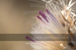 Journées photos à Medea - Printemps 2012