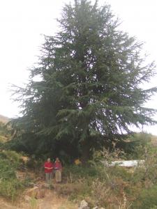 Les cèdres de Zeribet de Sidi Driss à Béni h'midène
