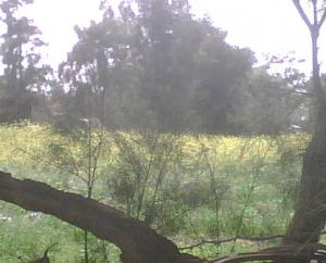 nature algérienne 2