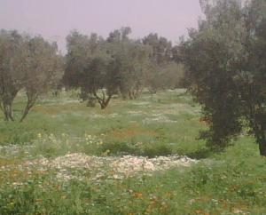 nature algérienne 4