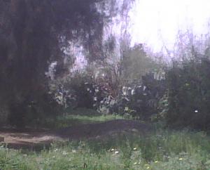 nature algérienne 5