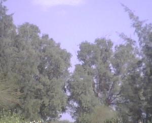 nature algérienne 6