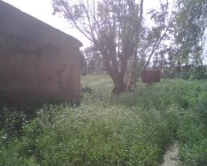 nature algérienne 8