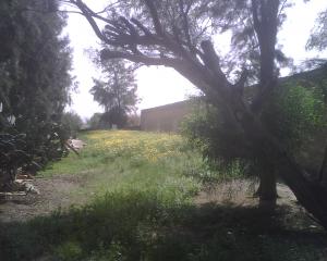 nature algérienne 10