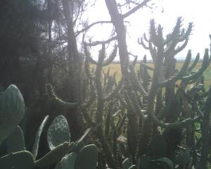 nature algérienne 12