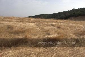 Journées photos à Medea - Printemps 2012