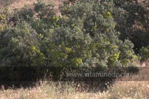 Journées photos à Medea - Printemps 2012