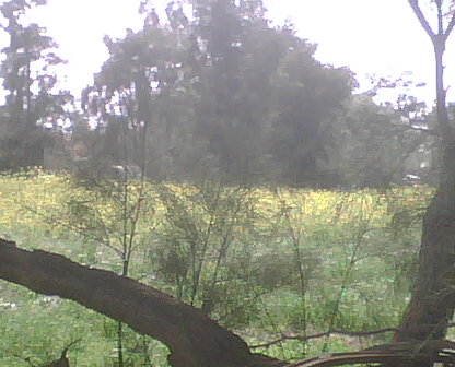 nature algérienne 2