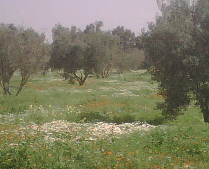 nature algérienne 4