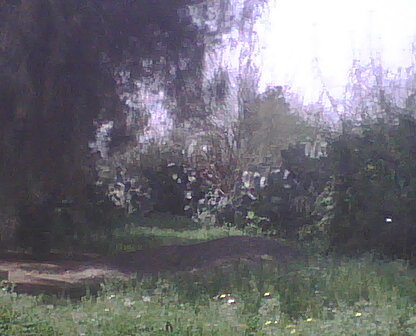 nature algérienne 5