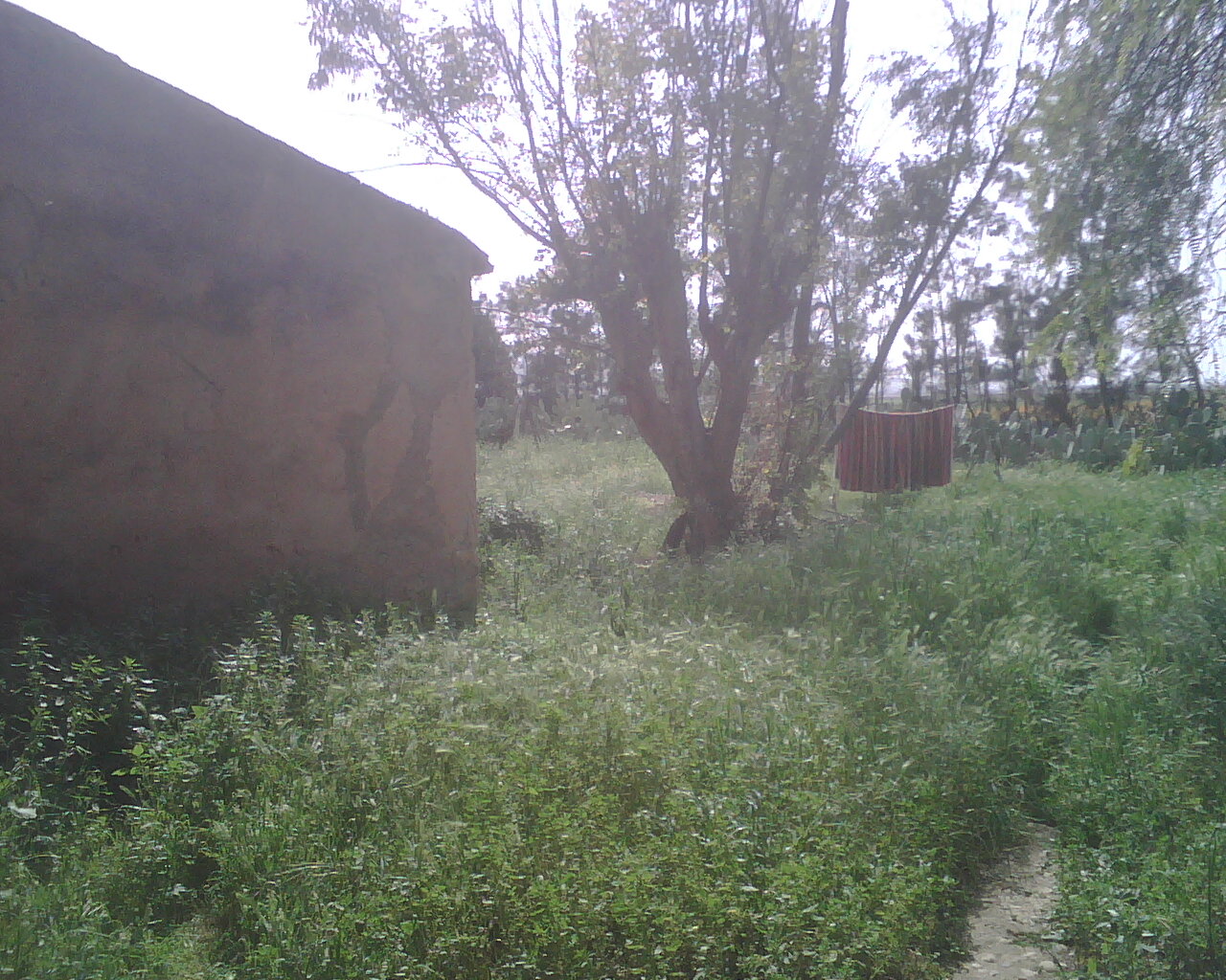 nature algérienne 8