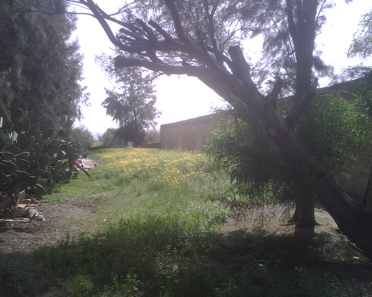 nature algérienne 10