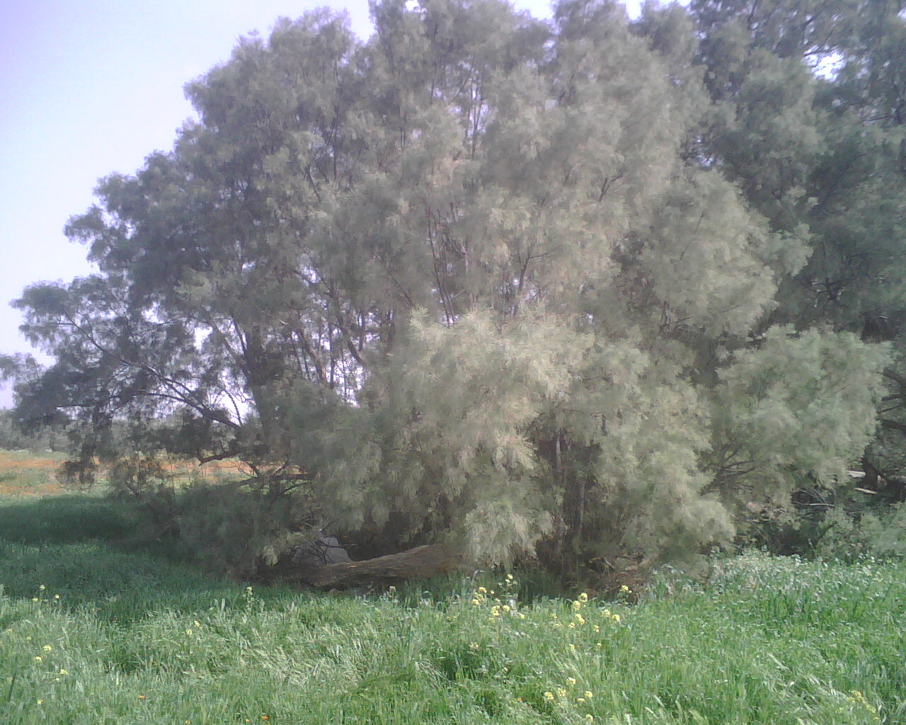 nature algérienne 11