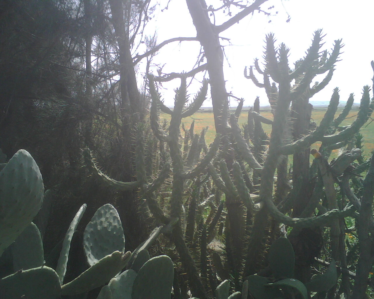 nature algérienne 12