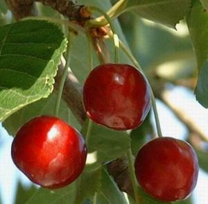 Miliana - Vers la réhabilitation des vergers