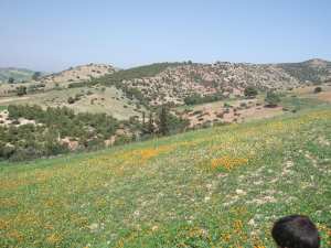 le printemps du Taghlissia djemaaa ouled cheikh suite