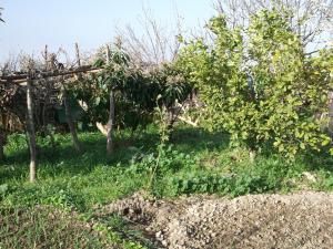 un champ ou un petit jardin  de famille