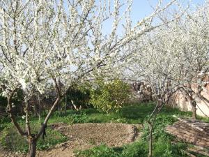 un champ ou un petit jardin  de famille