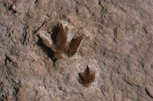 اكتشاف‭ ‬آثار‭ ‬أقدام‭ ‬ديناصورات‭ ‬تعود‭ ‬إلى‭ ‬150‭ ‬مليون‭ ‬سنة‭ ‬في‮ ‬البيض‭ ‬‮ ‬