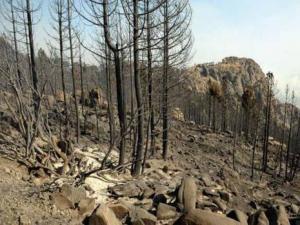 Parc  national du Djurdjura (Bouira): Le feu a ravagé 250 hectares de forêt