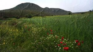 hounet.laterrevert@facebook.com