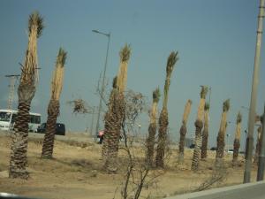 Polémique autour du sujet des palmiers replantés dans la bande centrale de l'avenue de l'A.L.N